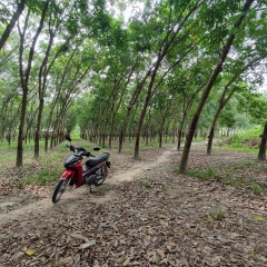 CHÍNH CHỦ BÁN ĐẤT CAO SU TẠI KHU PHỐ NINH NGHĨA, NINH THẠNH, TP. TÂY NINH