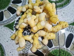 Cung Cấp Củ Riềng 